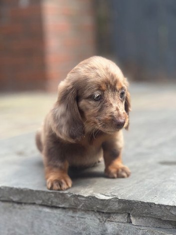 Miniature long coat Dachshund puppies
