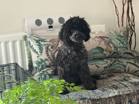 Gorgeous toy cockapoo female puppy aged 8 months