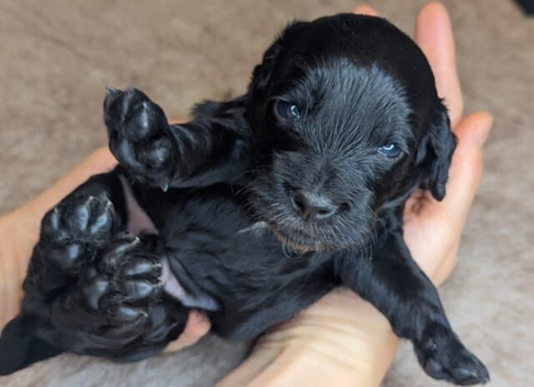 Adorable Cockapoo  - Black,white & Tan