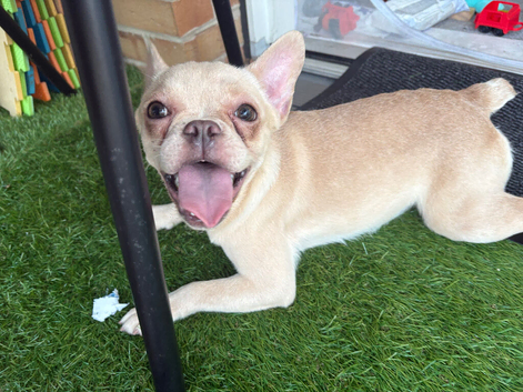 Female French bulldog