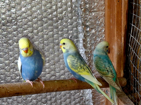 Beautiful Young Budgies For Sale bradford &ndash; Possible Rainbow Mutations! in Bradford