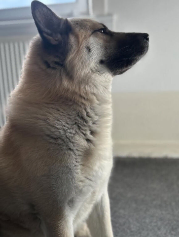 Huskita male ready to stud