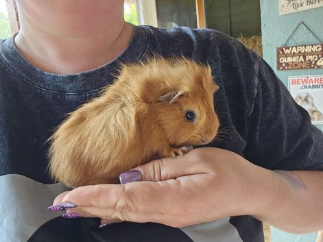 Baby girl guinea pigs