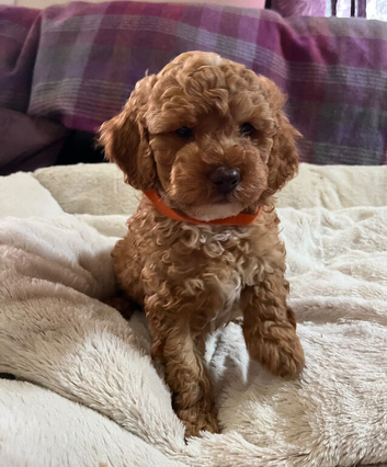 Stunning Cavapoochon puppies