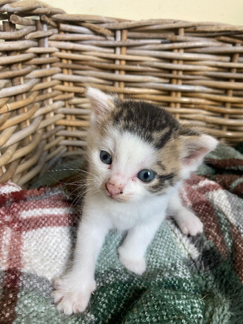 Very pretty friendly kittens