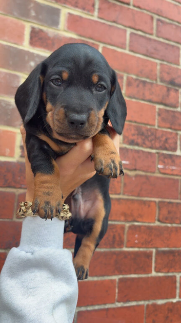 Miniature dachshund puppies