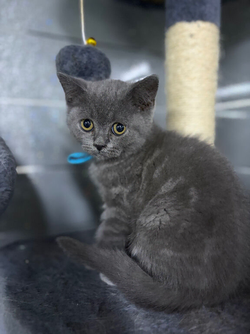Stunning BSH kittens READY NOW!