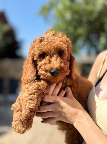 Cavapoo F1b