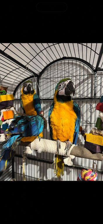 Blue and gold macaw baby's ready soon!!!