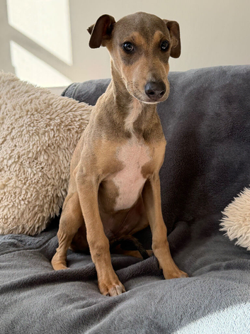 READY TO LEAVE. Stunning Lurcher puppies!! Dogs only!!