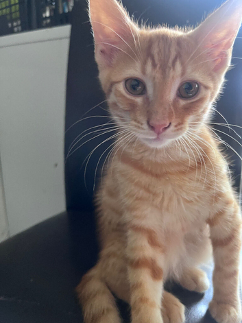 Gorgeous 11 Week Mix Breed Kittens