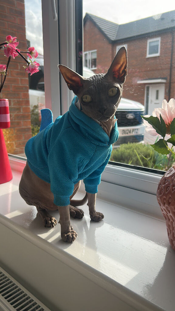 Female sphynx