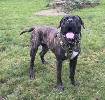 Male Presa Canario for sale