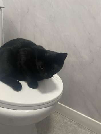 Black kitten