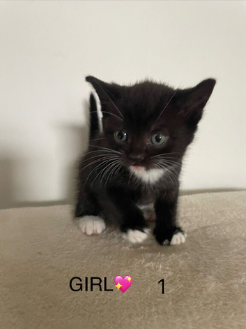 kittens 1 boys and 2 girls
