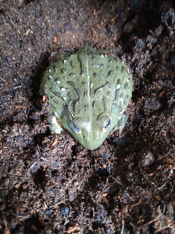 Giant african bull frog and set up