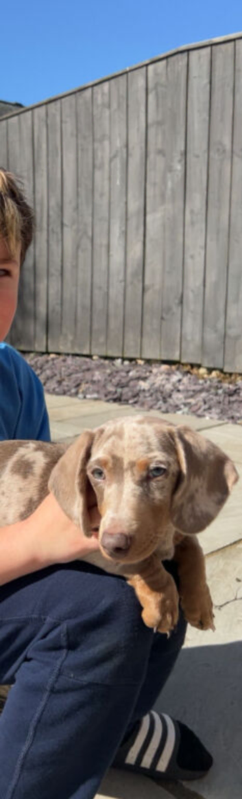 Beautiful Piebald Miniature Dachshund &ndash; Looking for a 5 Forever Home