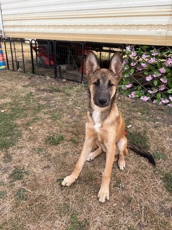Belgium mallois cross husky