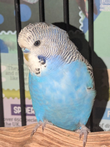 Blue budgie