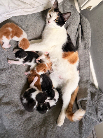 4 black and white kittens