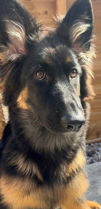 German shepherd female