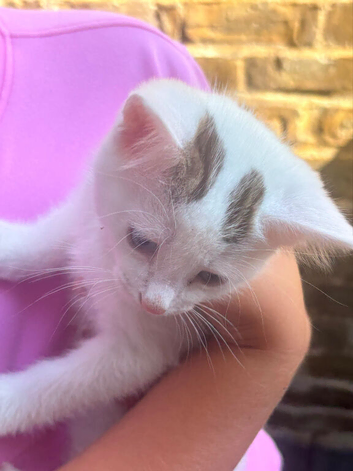Beautiful kittens for sale &pound;50