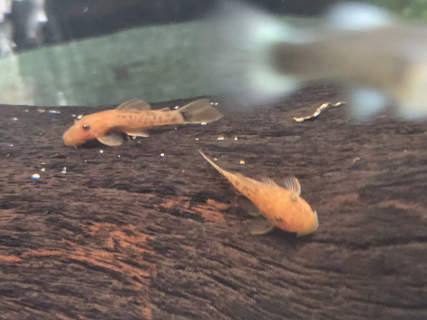Super red plecos