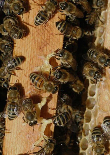 Buckfast Bees. Honeybee Colonies. 10 frames of bees. &pound;295 - &pound;315