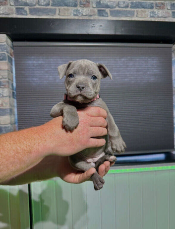 Blue Staffordshire Bull Terrier Champion Pups