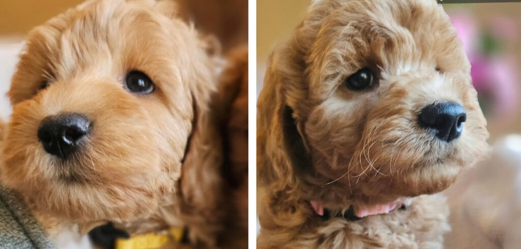 Ready, licenced, dna clear miniature cockapoo girls only!