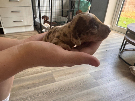 Miniature Dachsund puppies