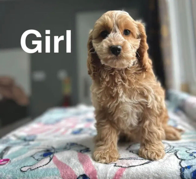 Lovely lemon white / apricot cockapoo girls and boys ready now