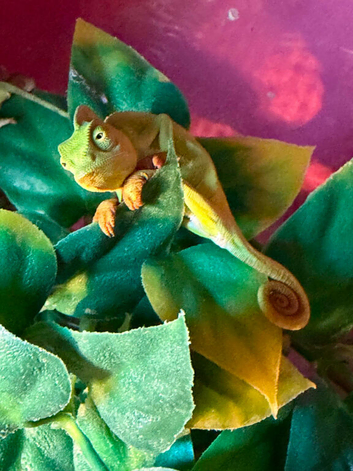 2 baby male yeman chameleons