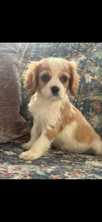 *Ready* Cavalier King Charles