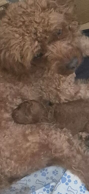 Stunning deep red Cavapoo baby boy