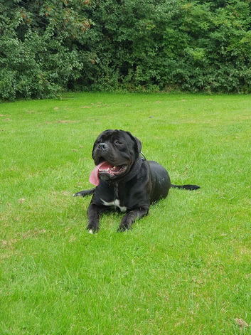 Cane corso 15 months old male