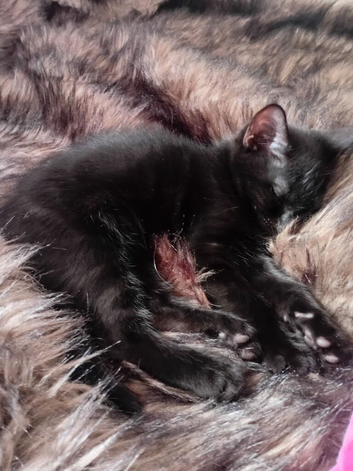 3 kittens for sale.