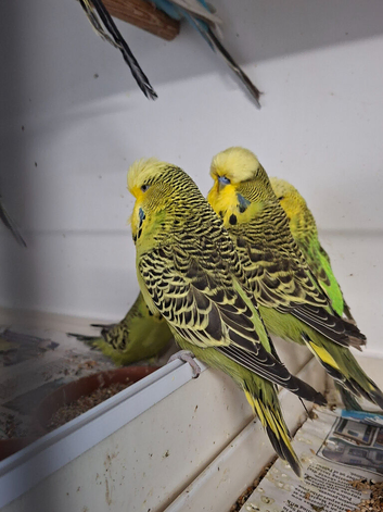 Young and adult budgies to go