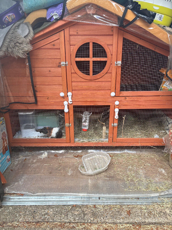 2 male guinea pigs 4 months old