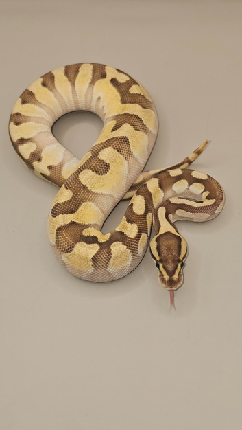 8 mth old enchi lesser 100% het clown ball python