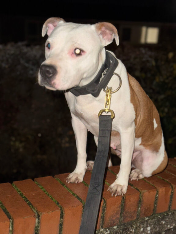 Staffordshire Bull Terrier Pups
