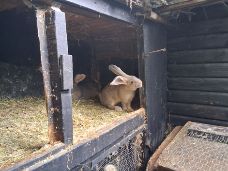 Flemish female