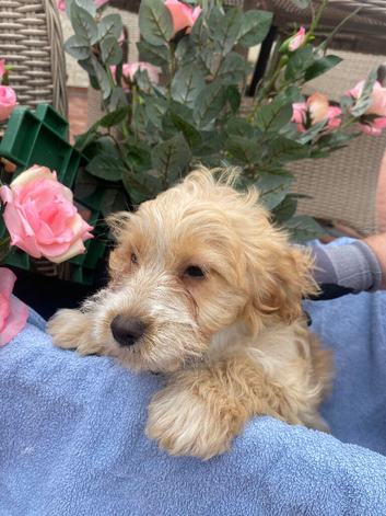 Cockapoo puppies