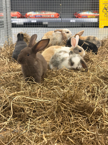 Stunning Various Dwarf & Lionhead Bunnies