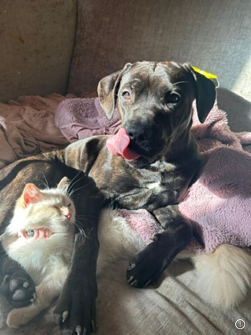 Female staff cross mastiff
