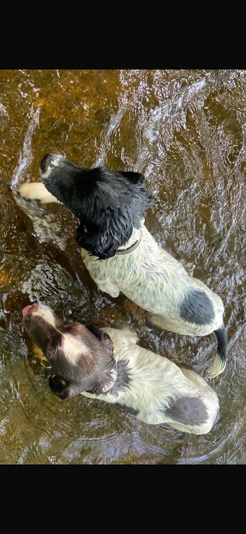 Male springer spaniel