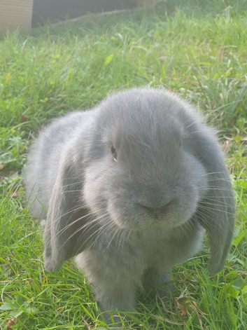 Grey Male French lops