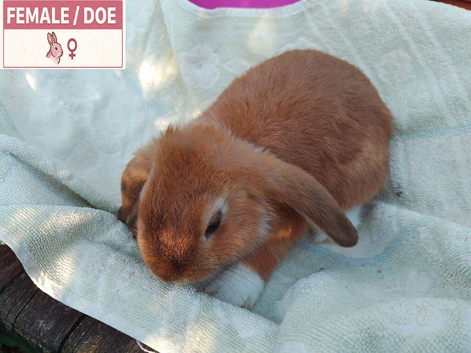 Baby Dwarf Lops: Females & Males