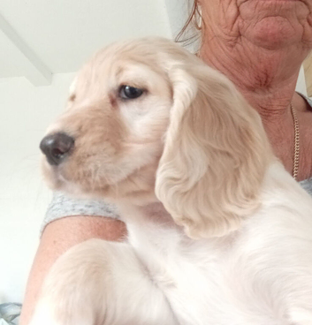 Working Cocker Spaniel pups.