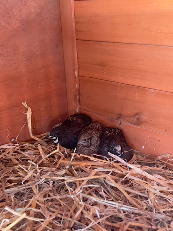 Chinese painted quail